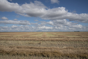 Rows of ecently swathed canola field finishes ripening under fluffy clouds in Sasaktchewan, Land of the Living Skies.
