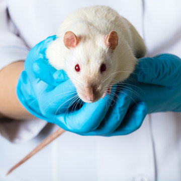 woman in medical gloves holds rat