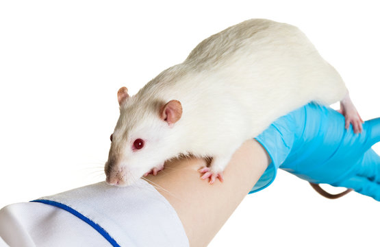 hands in medical gloves hold a rat