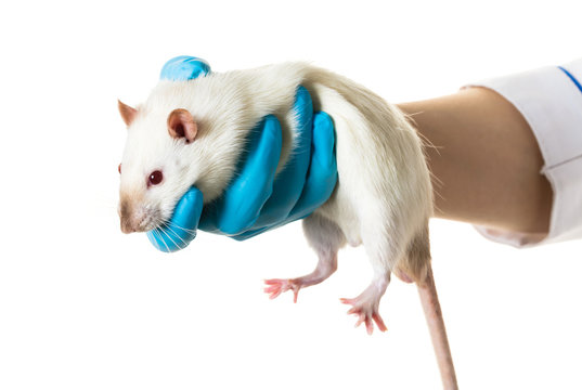 hands in medical gloves hold a rat