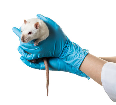 hands in medical gloves hold a rat