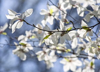 Branch with blooming white magnolias against the background of a bright blue sky and white flowers.