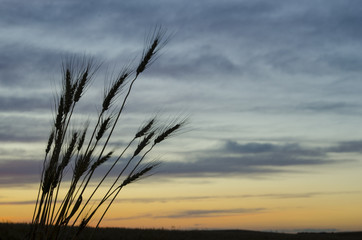 Heads of wheat silhouetted against a gentle sunset  in Saskatchewan, Land of the Living Skies.