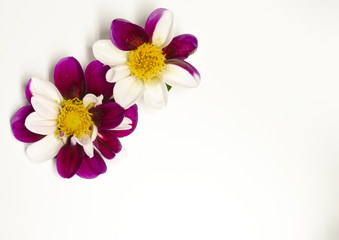 Two unique dalia blooms on a white background with copy space