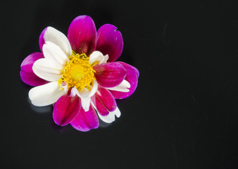 Beautiful two toned dalhia blossom on a black background with room for text