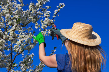 Woman gardener pruning branch of blossoming plum tree using garden shears 