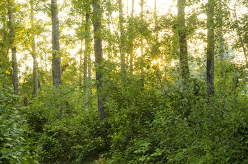 Late afternoon light shining through trees