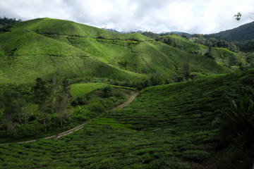 Cameron Highland Malaysia tea plantation