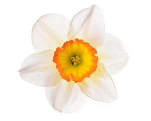  Flower narcissus
