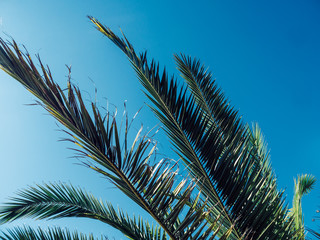 Fototapeta na wymiar Palm tree in the background of the sky in a hot summer day