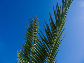 Palm tree in the background of the sky in a hot summer day