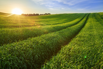 Łany zboża o zachodzie słońca. Wielkie pole zielonej pszenicy. Zdjęcie wykonane w Polsce na Lubelszczyźnie.  © barytek