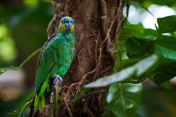 Green big parrot sitting on the branch in the forest and looking at camera