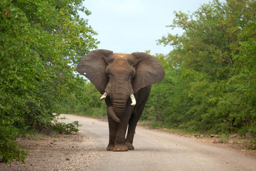 Fototapeta na wymiar elephant walking on the road