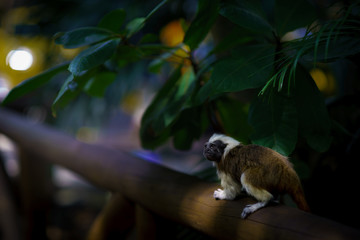 The cotton-top tamarin, Saguinus oedipus sitting on the branch