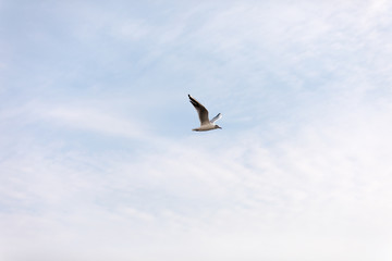 Seagulls flying on beautiful blue sky and clouds.