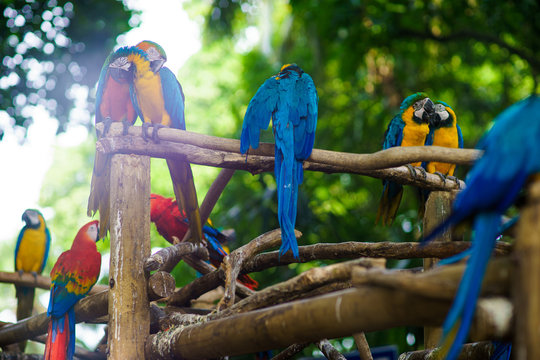 a lot of blue-and-yellow macaws and red aras sitting on the branches in the forest