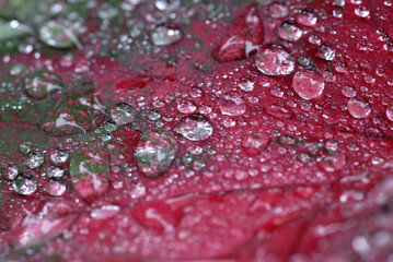 葉っぱの上の水滴