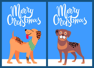 Merry Christmas Congratulation from Happy Pets