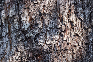 Texture of bark of an apple tree for backgrounds.