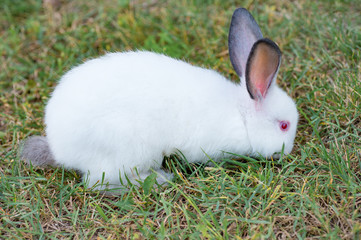 Fluffy white little rabbit with red eyes eating grass in the garden