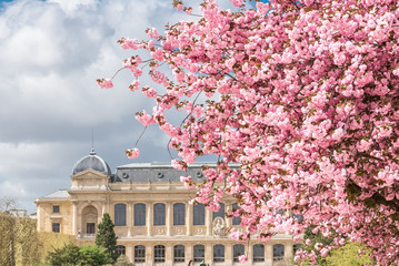 Paris, pink cherry tree in flower in spring in the Jardin des Plantes, beautiful public park
