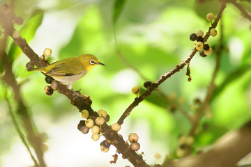 Japanese White-eye_2
