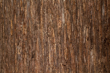 Naklejka premium bark texture Wood texture for background space for text