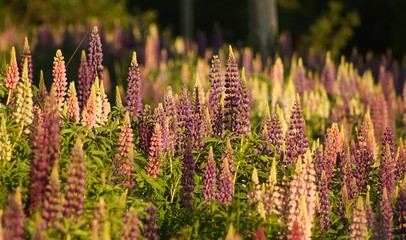 Lupin Flowers in the Wild