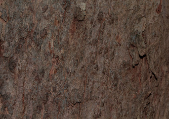 bark texture Wood texture for background space for text