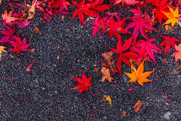 red maple leaves drops on asphalt road with space for text