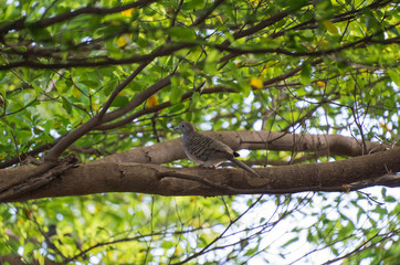 Dove lonely on a branch in garden.