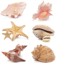 Shell