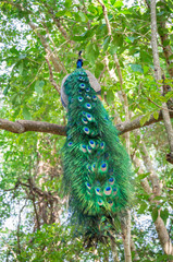 Obraz premium Peafowl india or Pavo cristatus on the tree.