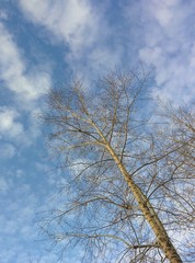 Birch. Clouds. Bottom-up view.