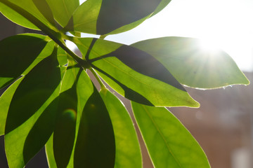 Beautiful home plant on windowsill