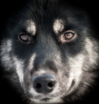 Husky dog portrait closeup