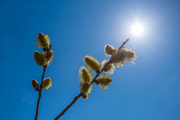 Fototapeta premium closeup spring tree branch on a blue sunny sky background