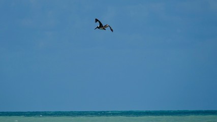 Pelikane am Meer