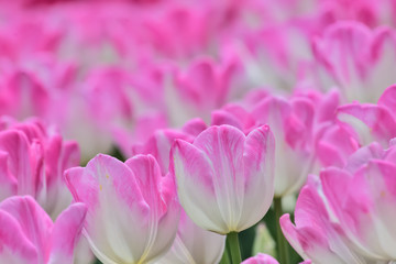 Obraz premium 美しいチューリップの花