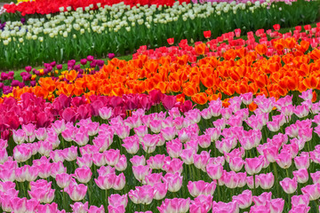 美しいチューリップの花