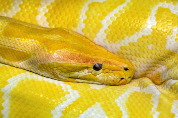 Colorful patterns and heads of gold boa.