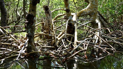 Mangroven, Mangrovendschungel