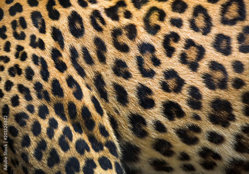 Wall mural patterns and textures of leopard for background.