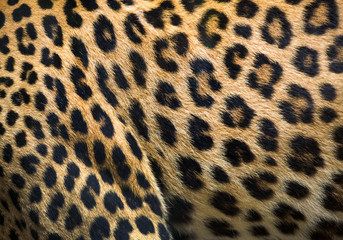 Patterns and textures of leopard for background.