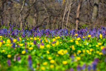 closeup flowers on a forest glade