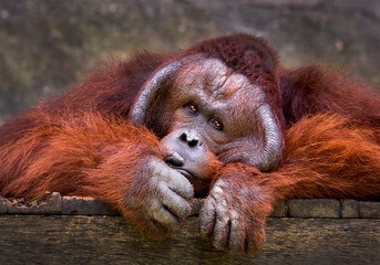 Orangutan relaxing in the natural atmosphere of the zoo.