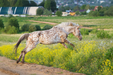 Horse jumping in a summer field of flowers