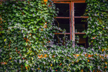 Fototapeta na wymiar Ivy in a window of a abandoned house
