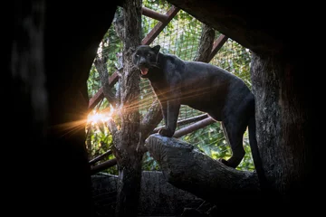 Fotobehang Panther or leopard stands in the natural environment of the zoo. © MrPreecha